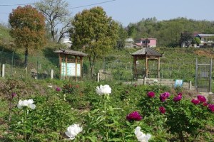 东至县洋湖镇：油茶基地花盛开 乡村振兴入画来