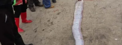 记者洪斌:浙江渔民捕到1条长3米重100多斤的皇带鱼并不大